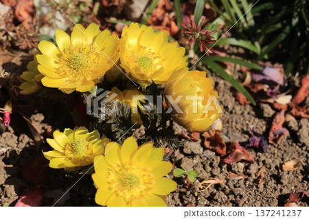 A close-up shot of Adonis ramosa A close-up shot of Adonis ramosa 137241237