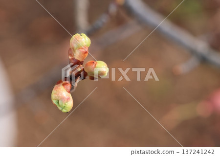 河津櫻花的花苞逐漸長大 河津櫻花的花苞逐漸長大 137241242