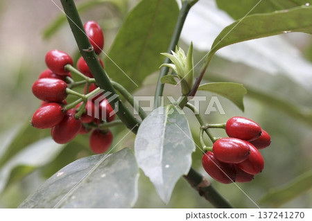 日本珊瑚（學名：Aucuba japonica）的成熟紅色果實和葉子 137241270