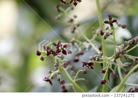 Male flowers of the Japanese laurel (scientific name: Aucuba japonica) - Small purple flowers that bloom in spring Male flowers of the Japanese laurel (scientific name: Aucuba japonica) - Small purple flowers that bloom in spring 137241271