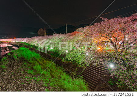 河津櫻花夜景 河津櫻花夜景 137241521