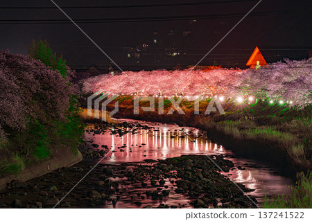 Kawazu cherry blossoms illuminated at night Kawazu cherry blossoms illuminated at night 137241522
