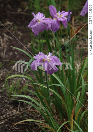 鳶尾花新和平 6 鳶尾花新和平 6 137241995
