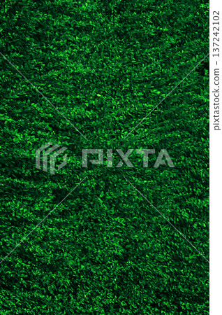 Bright green vegetation. Greenery background. Background image of lush green vegetation for nature and landscape design projects. 137242102