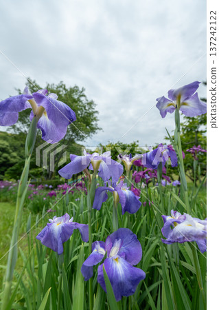 鳶尾花 鳶尾花 137242122