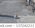 Back view of a walking kitten 137242211