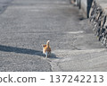 Back view of a walking kitten 137242213