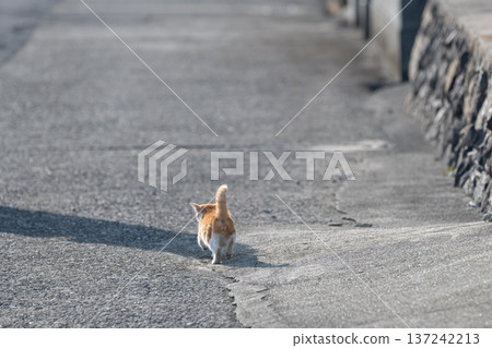 Back view of a walking kitten Back view of a walking kitten 137242213
