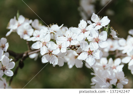 Spring concept. Cherry blossoms on blurred background. Fragrant white flowers on fruit trees against a blue sky in a garden or city. Awakening nature. Spring concept. Cherry blossoms on blurred background. Fragrant white flowers on fruit trees against a blue sky in a garden or city. Awakening nature. 137242247