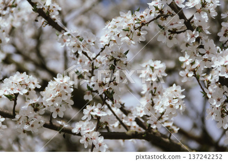 Spring concept. Cherry blossoms on blurred background. Fragrant white flowers on fruit trees against a blue sky in a garden or city. Awakening nature. Spring concept. Cherry blossoms on blurred background. Fragrant white flowers on fruit trees against a blue sky in a garden or city. Awakening nature. 137242252