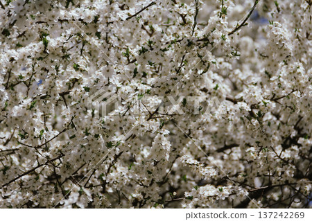 Spring concept. Cherry blossoms on blurred background. Fragrant white flowers on fruit trees against a blue sky in a garden or city. Awakening nature. Spring concept. Cherry blossoms on blurred background. Fragrant white flowers on fruit trees against a blue sky in a garden or city. Awakening nature. 137242269