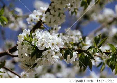 Spring concept. Cherry blossoms on blurred background. Fragrant white flowers on fruit trees against a blue sky in a garden or city. Awakening nature. 137242278