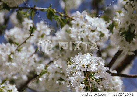 Spring concept. Cherry blossoms on blurred background. Fragrant white flowers on fruit trees against a blue sky in a garden or city. Awakening nature. Spring concept. Cherry blossoms on blurred background. Fragrant white flowers on fruit trees against a blue sky in a garden or city. Awakening nature. 137242571