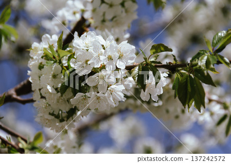 Spring concept. Cherry blossoms on blurred background. Fragrant white flowers on fruit trees against a blue sky in a garden or city. Awakening nature. 137242572