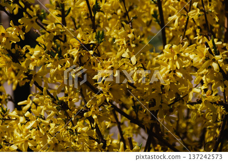 Interesting bush with yellow flowers. 137242573
