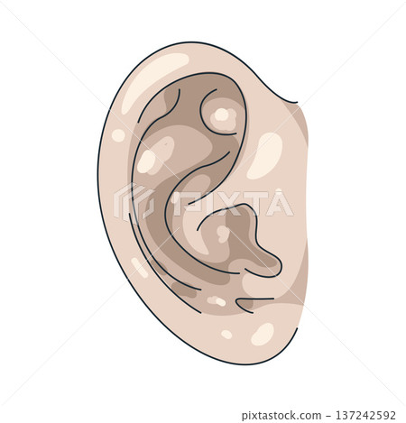 Illustration of human ear 137242592