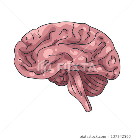 Illustration of human brain Illustration of human brain 137242593