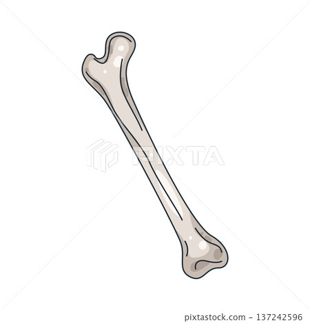 Illustration of human bone 137242596