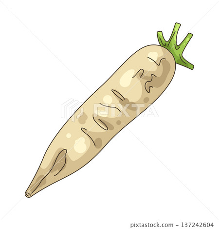 Illustration of white radish Illustration of white radish 137242604