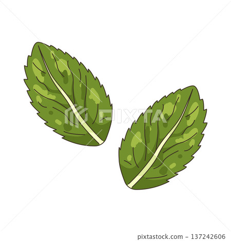 Illustration of mint leaf Illustration of mint leaf 137242606