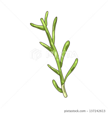 Illustration of rosemary Illustration of rosemary 137242613