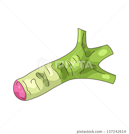 Illustration of Wasabi root Illustration of Wasabi root 137242614