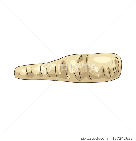 Illustration of Parsnip Illustration of Parsnip 137242633