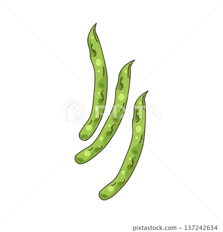 Illustration of Green bean Illustration of Green bean 137242634