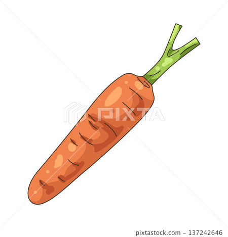 Illustration of carrot Illustration of carrot 137242646