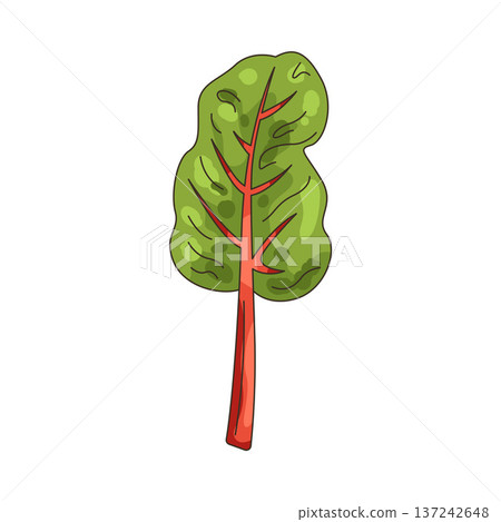 Illustration of Swiss chard 137242648