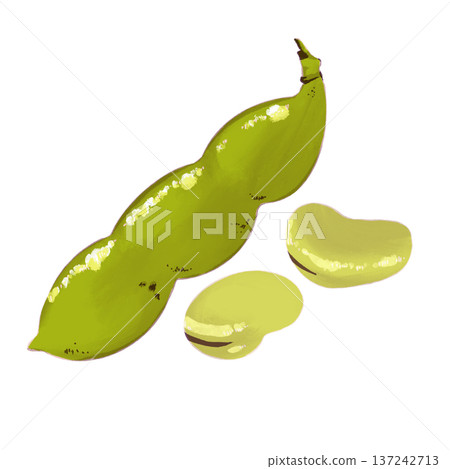 Broad beans illustration Broad beans illustration 137242713