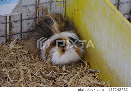 冠狀豚鼠 137242782