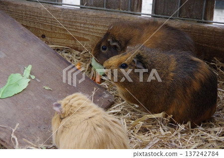 豚鼠 137242784