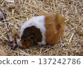 豚鼠 137242786