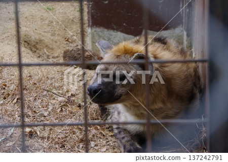 hyena hyena 137242791
