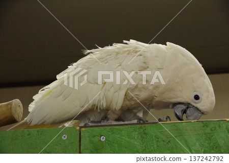鸚鵡 137242792