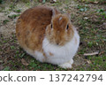 一隻兔子 137242794