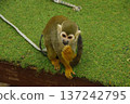 松鼠猴 137242795