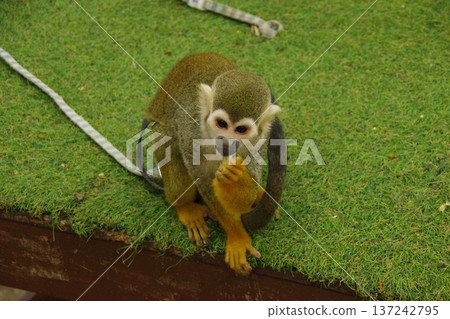 松鼠猴 137242795