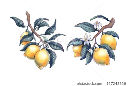 Vintage lemon branches set with fruit and flowers Vintage lemon branches set with fruit and flowers 137242836