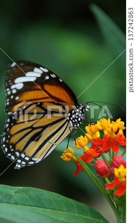 A monarch butterfly feeding on milkweed is your wallpaper. 137242863