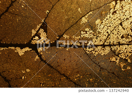 autumn leaf transparent translucent sunshine 137242940