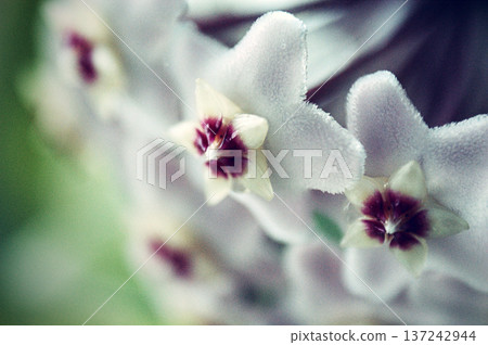 white hoya flower close-up cluster of flowers bunch white hoya flower close-up cluster of flowers bunch 137242944