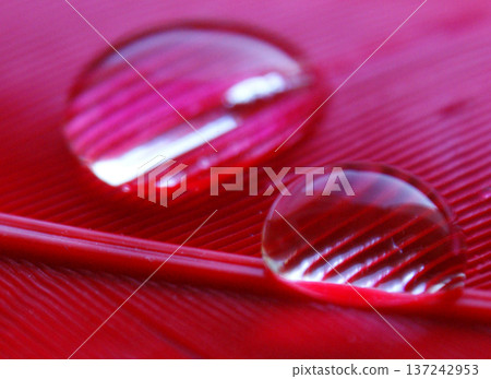 water drops in a row on the pink red duck feather closeup macro 137242953