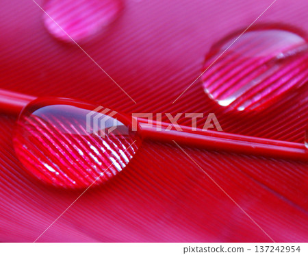 water drops in a row on the pink red duck feather closeup macro water drops in a row on the pink red duck feather closeup macro 137242954