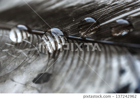 water drops in a row on the gray pheasant feather closeup macro water drops in a row on the gray pheasant feather closeup macro 137242962