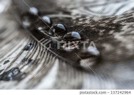 water drops in a row on the gray pheasant feather closeup macro water drops in a row on the gray pheasant feather closeup macro 137242964