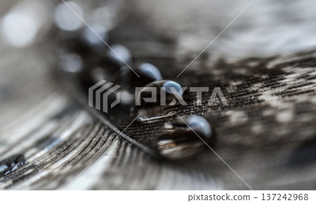 water drops in a row on the gray pheasant feather closeup macro water drops in a row on the gray pheasant feather closeup macro 137242968