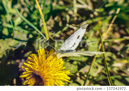 pieris brassicae butterfly insect colorful wings pieris brassicae butterfly insect colorful wings 137242972