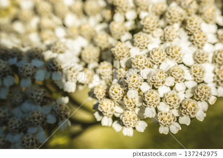 achillea white flower on the meadow close-up of green leaves developed 137242975